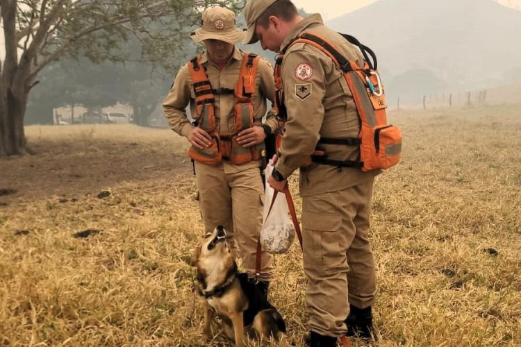 Corpo de Bombeiros utiliza cães farejadores e intensifica busca por jovem desaparecido em Pontes e Lacerda