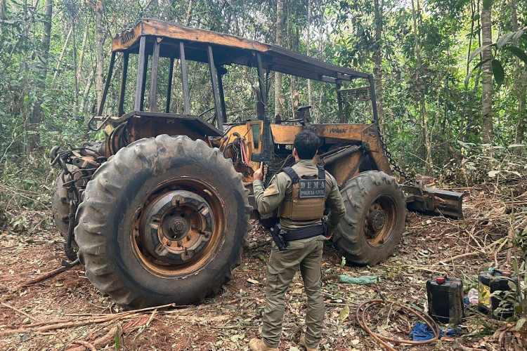 Operação Escudo Verde combate extração ilegal de madeira no norte de Mato Grosso