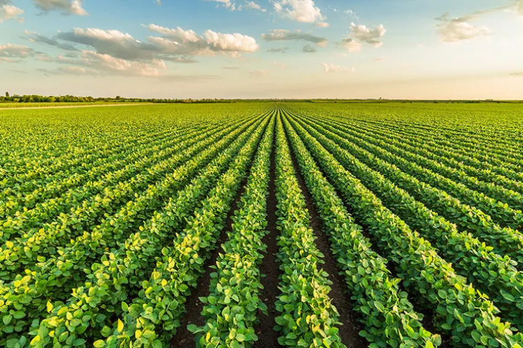 Mato Grosso deve registrar 2º maior PIB do país com destaque para agropecuária, aponta Banco do Brasil