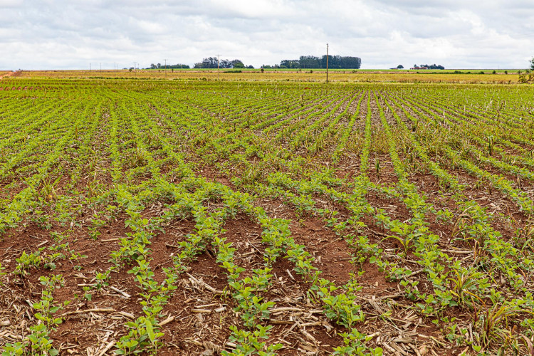 Agro sustentável muda a rotina urbana do Vale do Guaporé