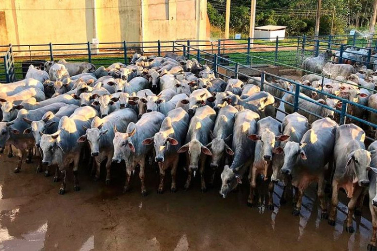 Abates de bovinos em frigoríficos de Mato Grosso devem ter queda, prevê instituto
