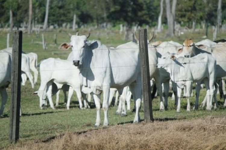 Acrimat alerta autoridades para suposta entrada de gado da Bolívia na fronteira de MT