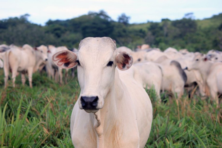 Agricultura confirma casos de vaca louca em frigoríficos de MG e MT, e exportação de carne bovina para China é suspensa