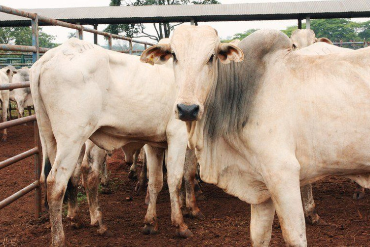 Caso suspeito de vaca louca em frigorífico de BH derruba preço do boi na Bolsa