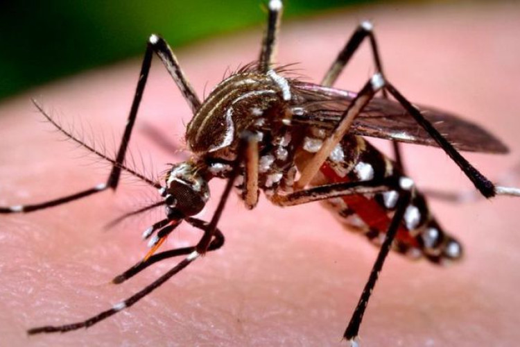 Casos de dengue aumentam 112% em um ano em MT