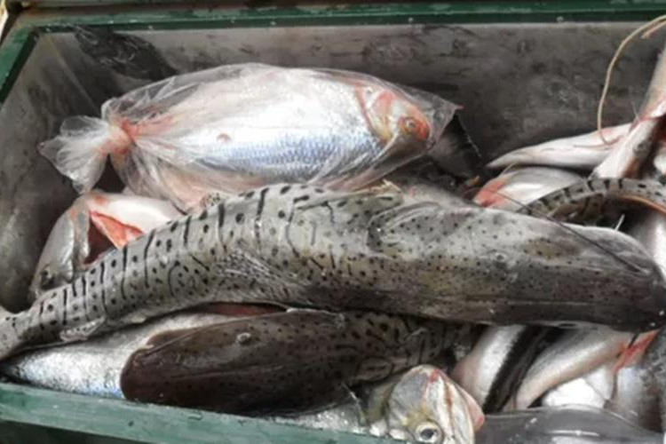 Comerciantes e pescadores profissionais devem declarar estoque até quarta-feira