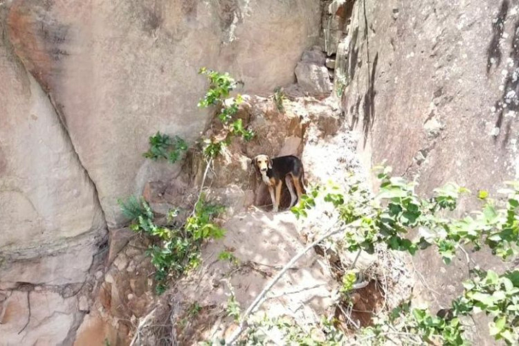 Corpo de Bombeiros de MT resgata cadela presa em paredão a 45 metros de altura