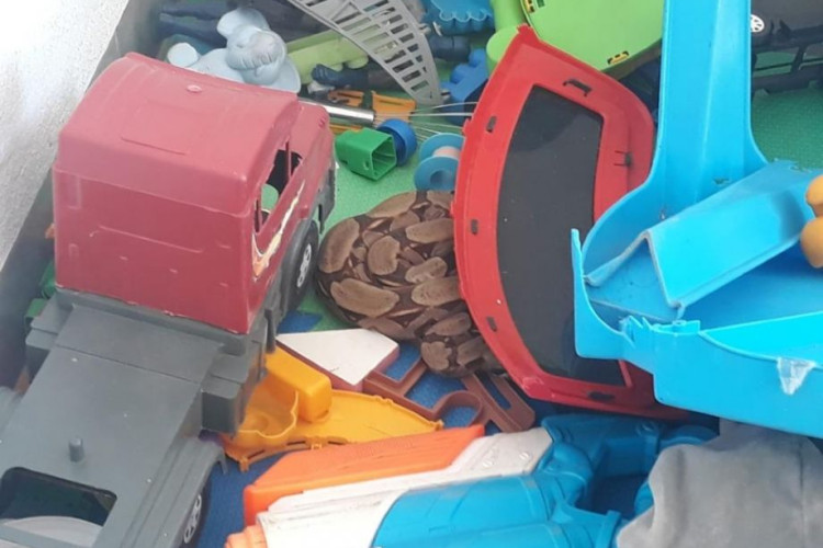 Criança de três anos encontra jiboia em meio a brinquedos dentro de casa