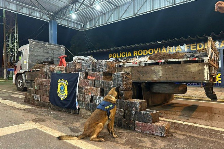 Em Itiquira-MT, com auxílio de cão farejador, PRF apreende 1,2 toneladas de maconha