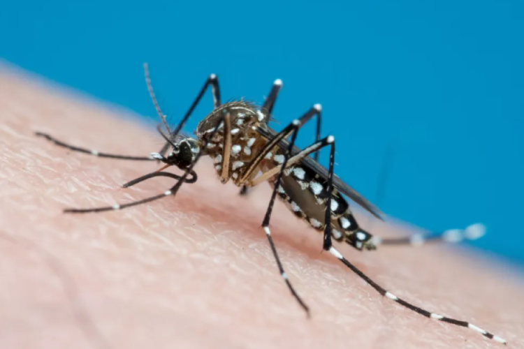 Entenda quais são os grupos de risco para dengue e chikungunya em Mato Grosso