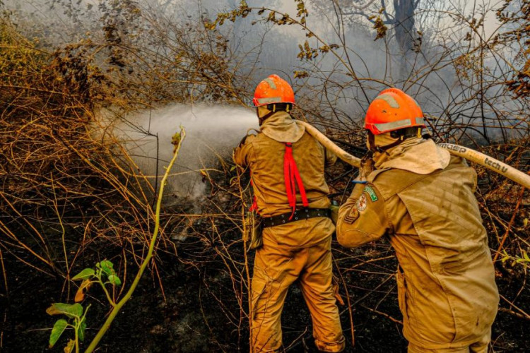 FAKE NEWS: Imagens de animais mortos em incêndios florestais não são em Mato Grosso