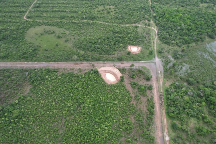 Fiscais do Indea flagram ingresso clandestino de boiada na região de fronteira com a Bolívia; 126 animais foram sacrificados