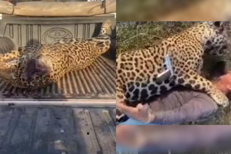 Foragido, fazendeiro nega ter matado onça a tiros e diz que vídeo foi brincadeira de mau gosto