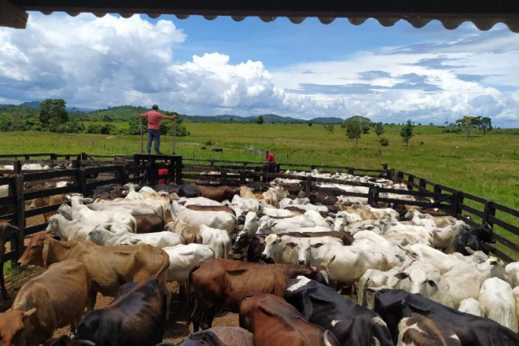 Golpista que causou prejuízo estimado em R$ 2 milhões a pecuaristas de MT é preso no interior de Goiás