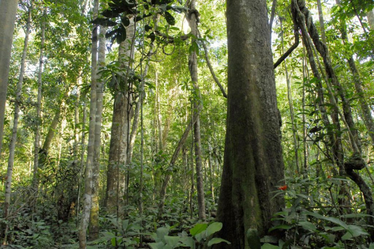 Governo de MT sanciona fundo para receber doações para criação de parques