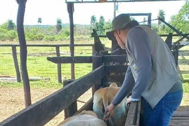 Indea e parceiros promovem evento para celebrar última vacinação contra febre aftosa em Mato Grosso