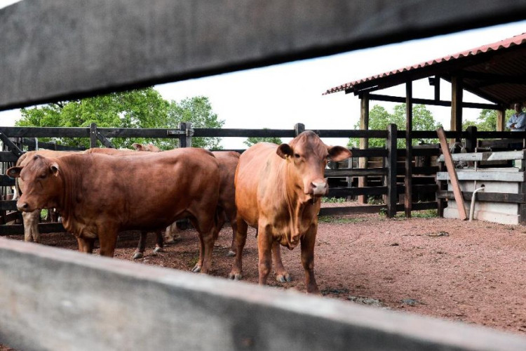 Indea-MT ganha reforço de entidades em ações de defesa sanitária na fronteira