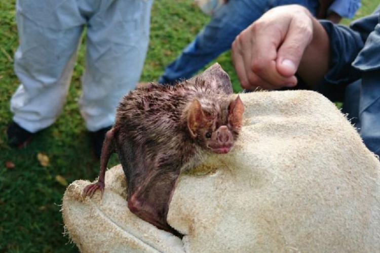 Indea registra três focos de raiva animal em Mato Grosso