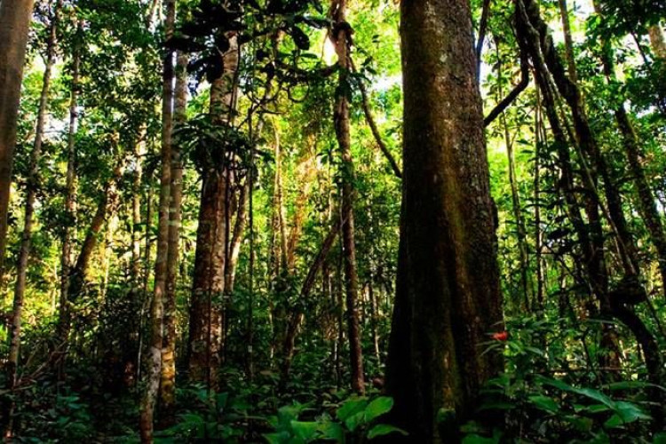 Mato Grosso fecha mês de abril com redução de 18% nos alertas de desmatamento