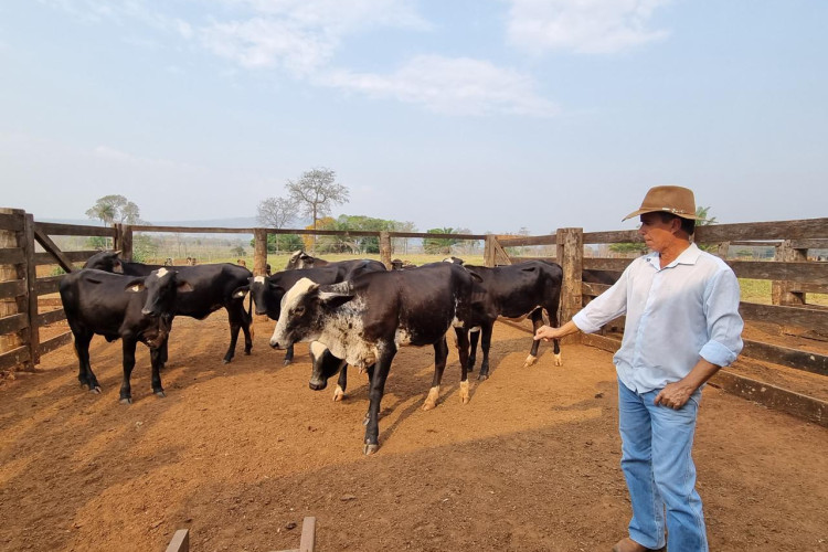 Em Pontes e Lacerda novilhas do projeto de transferência de embriões do Governo de MT produzem até 200% litros de leite a mais do que média do Estado