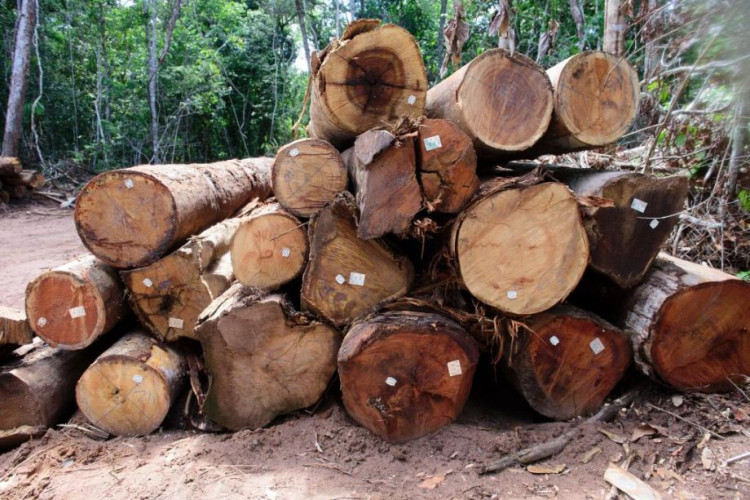 Período proibitivo para exploração do manejo sustentável começa nesta quarta-feira (1°)