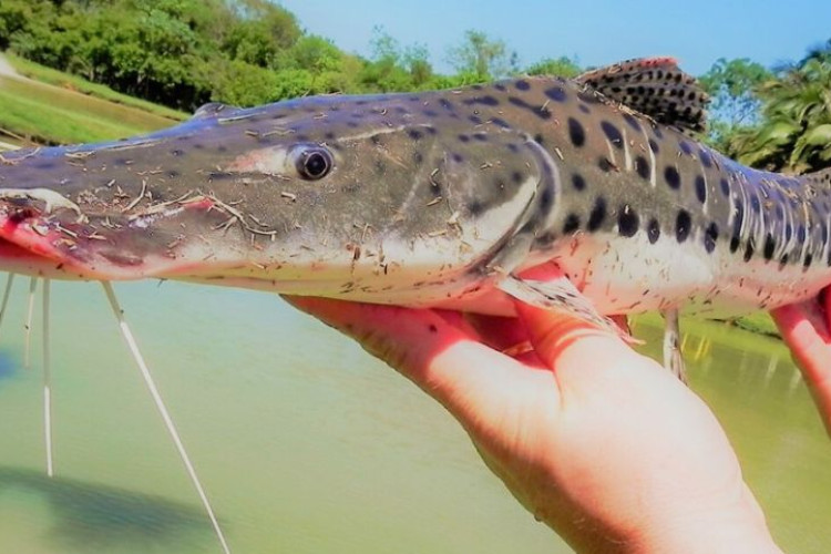 Pesca do pintado não está proibida em Mato Grosso, afirma Conselho
