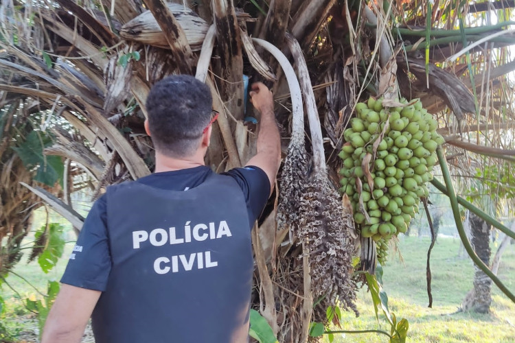 Polícia Civil apreende droga escondida em tronco de árvore durante operação de combate ao tráfico em Jauru