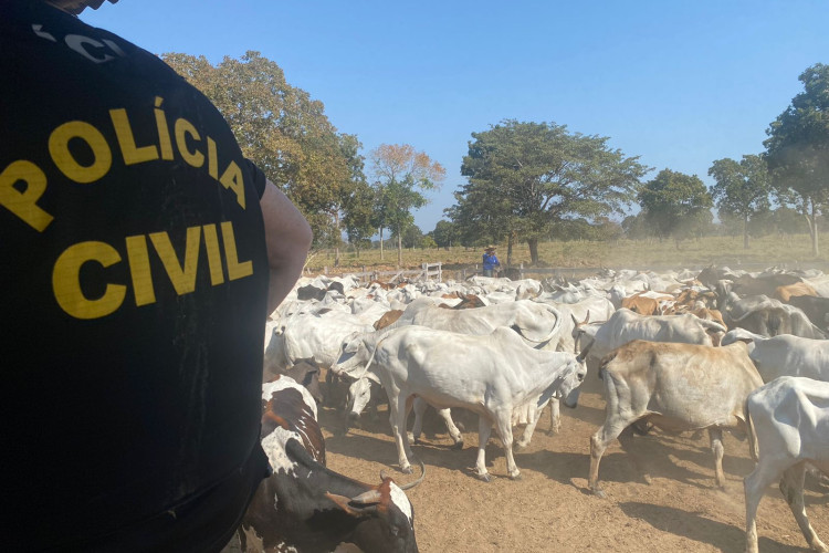 Polícia Civil recupera gado furtado e apreende armas e munições em sítio na zona rural de Cáceres