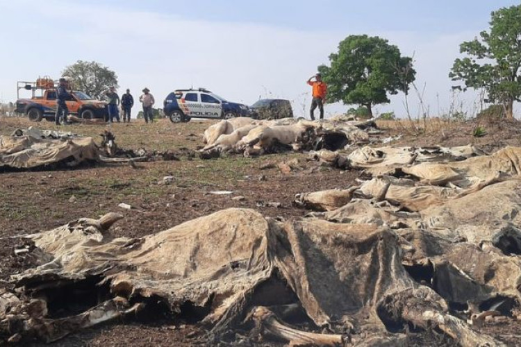 Polícia encontra 40 bois mortos e outros desnutridos após denúncia em fazenda em MT