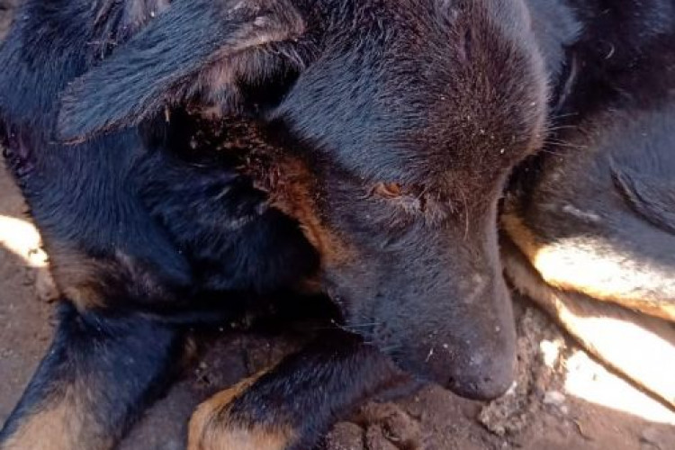 Policiais civis recuperam 4 mil tijolos furtados e resgatam cachorro com maus tratos