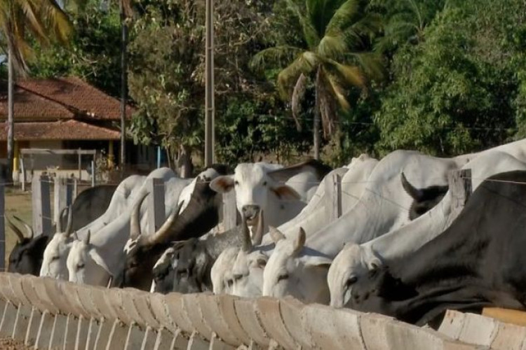 Preço da carne pode diminuir após suspensão da produção para a China por casos de 'vaca louca'