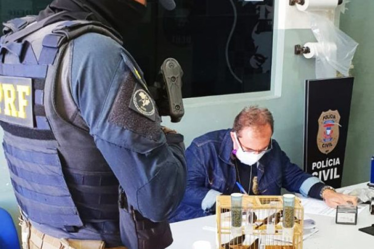 PRF prende homem transportando animais silvestres de forma irregular em MT