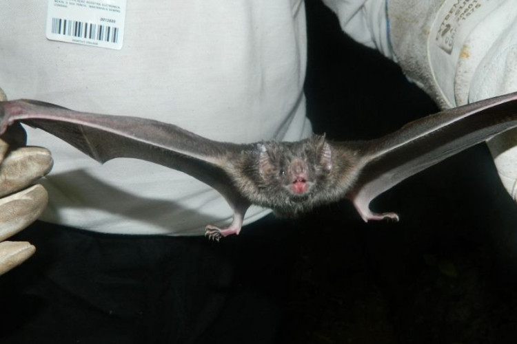 Raiva mata três crianças em Bertópolis (MG)