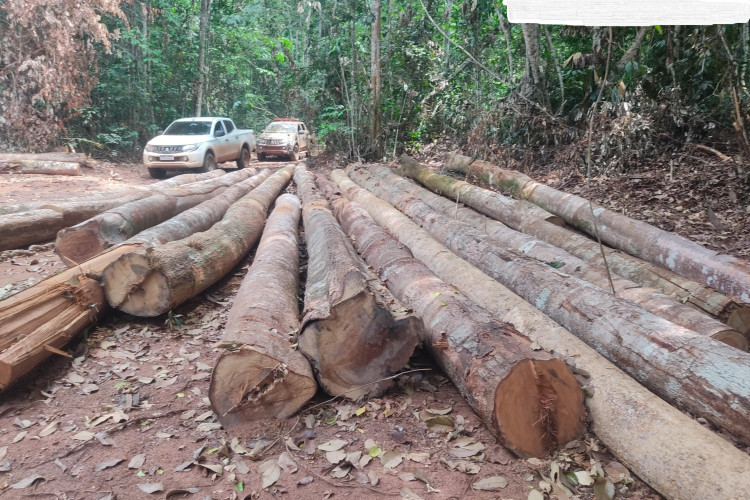 Sema apreende madeira ilegal e embarga área de mais de 10 mil hectares em MT