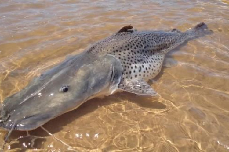 Sema deve liberar pesca do pintado após plano de recuperação em MT