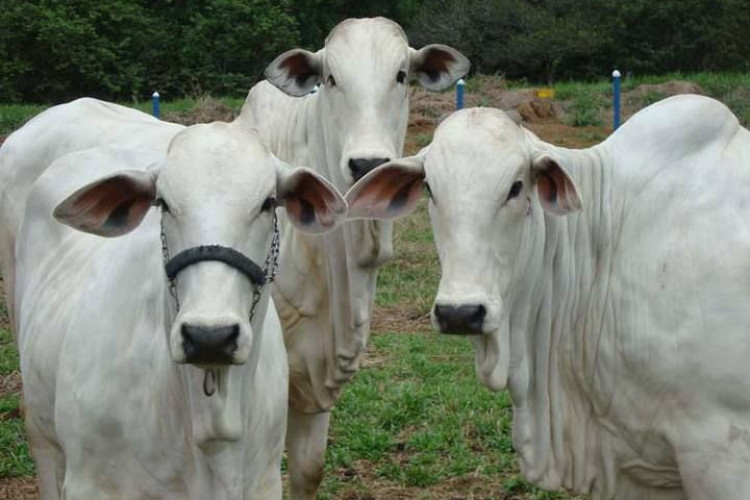 Semana tem elevação nos preços do boi gordo e leite pago ao produtor