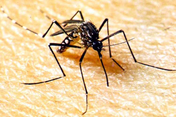 SES alerta para importância de reforçar o combate à dengue durante período chuvoso