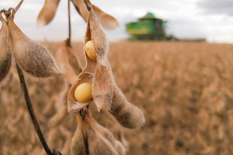 Soja: relação de troca favorece produtor de Mato Grosso, diz Imea