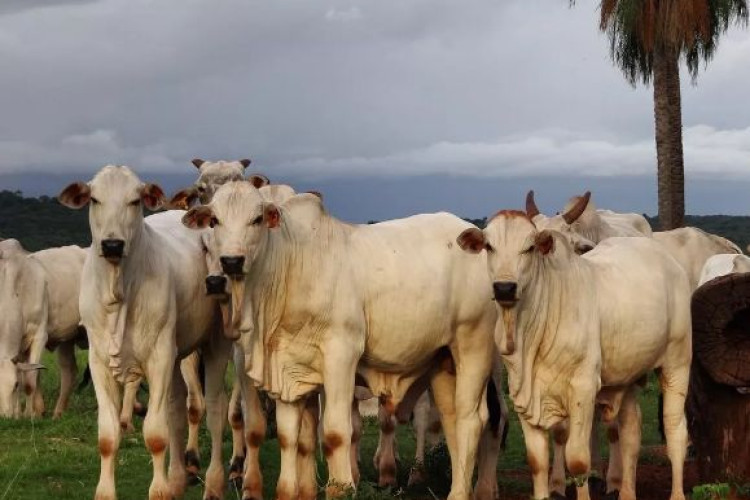 Vacinação contra aftosa é prorrogada; 33 milhões de animais devem ser imunizados em MT