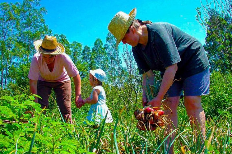 Vereador indica doação de mudas e sementes para agricultura familiar de Pontes e Lacerda